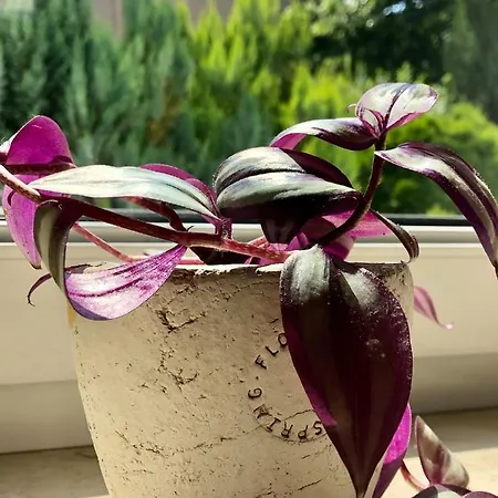 Apartamento - Am Kütertor - Alle Mit Terrasse Oder Balkon - In Lage Stralsund