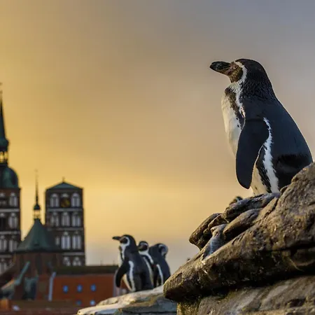 - Am Kütertor - Alle Mit Terrasse Oder Balkon - In Lage Apartamento *