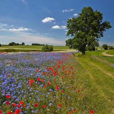 Apartamento - Am Kütertor - Alle Mit Terrasse Oder Balkon - In Lage Stralsund