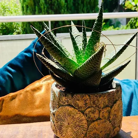 Apartamento - Am Kütertor - Alle Mit Terrasse Oder Balkon - In Lage *